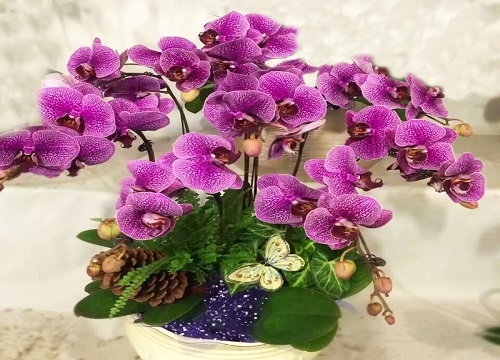 立秋后蝴蝶兰怎么养花苞狂冒