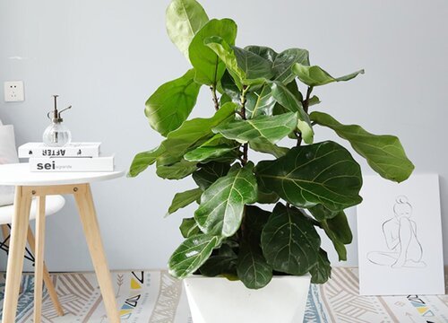 春季如何养琴叶榕价值高