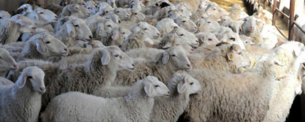 新手养殖羊的注意事项