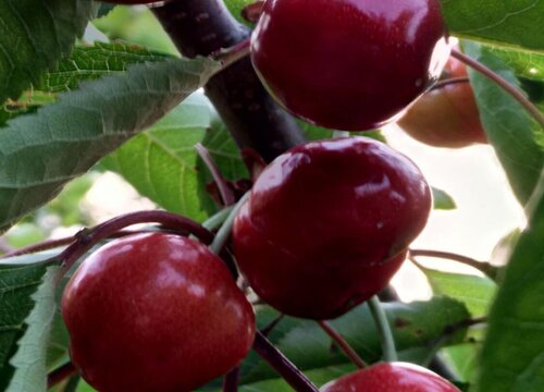 车厘子拉冰丝和纯冰哪个好吃