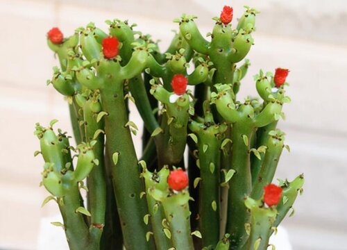 珊瑚棒怎么养才开花