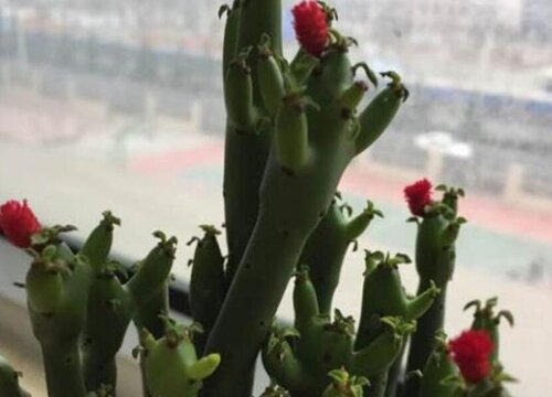 珊瑚棒怎么养才开花