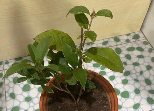 桂花养殖土壤怎么配疏松又营养