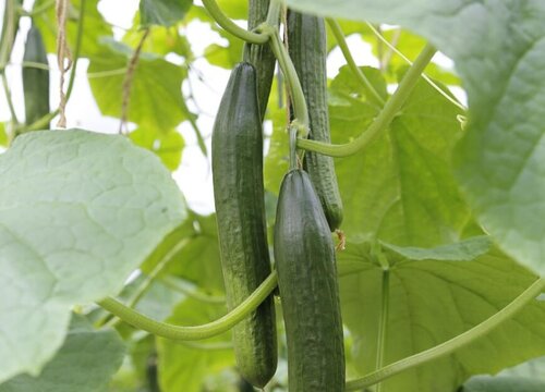 黄瓜不能和什么菜种一起