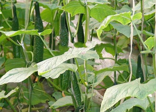 黄瓜不能和什么菜种一起