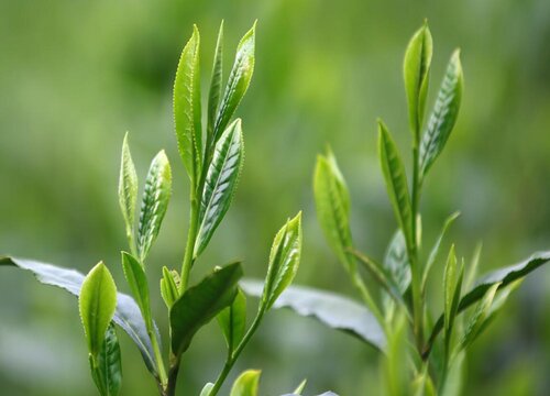 太平猴魁属于什么茶