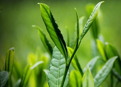 太平猴魁属于什么茶