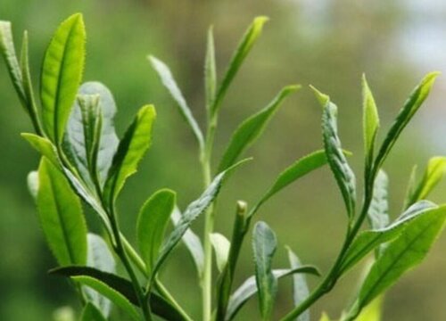 太平猴魁属于什么茶