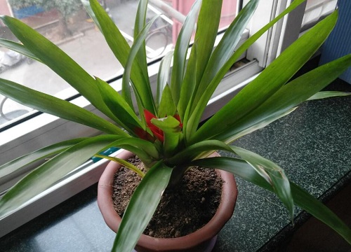 鸿运当头花适合在室内养吗