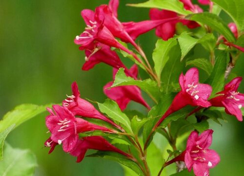 红王子锦带花期是什么时候