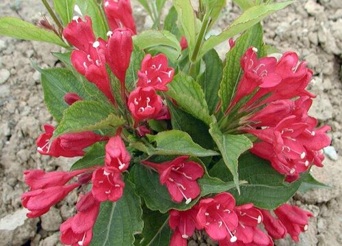 红王子锦带花期是什么时候