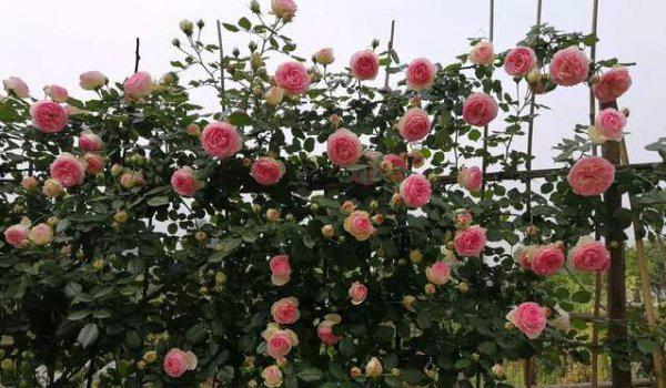 龙沙宝石月季优缺点