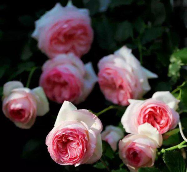 龙沙宝石月季优缺点