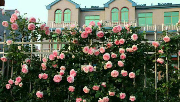 龙沙宝石月季优缺点