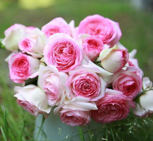 龙沙宝石月季优缺点