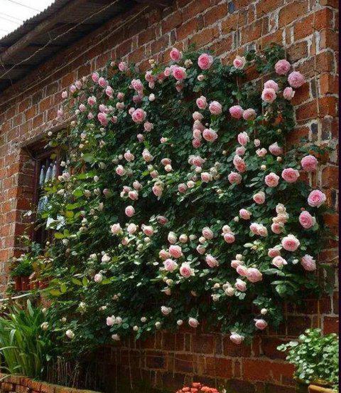 龙沙宝石月季优缺点