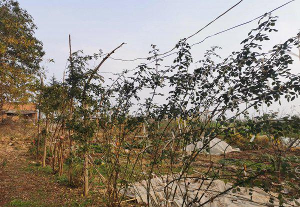 龙沙宝石月季优缺点