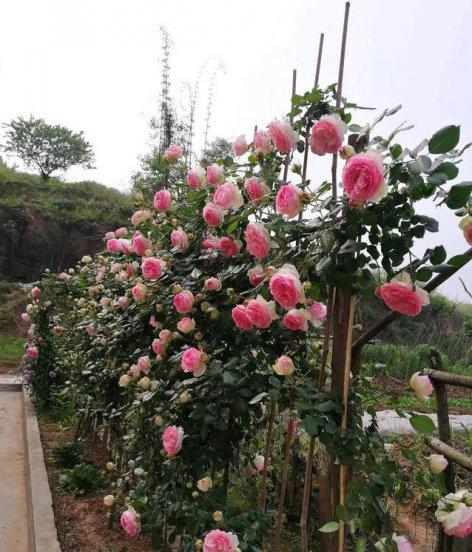 龙沙宝石月季优缺点