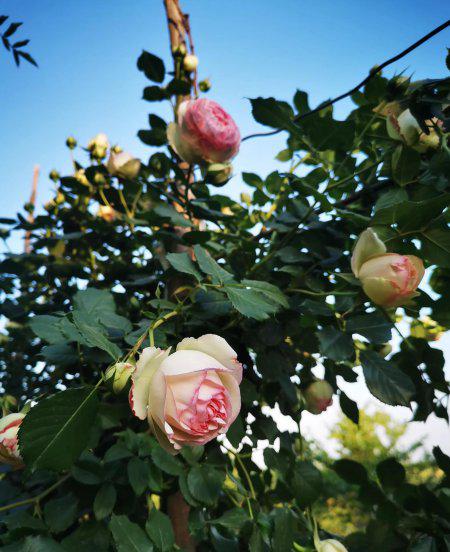 龙沙宝石月季优缺点