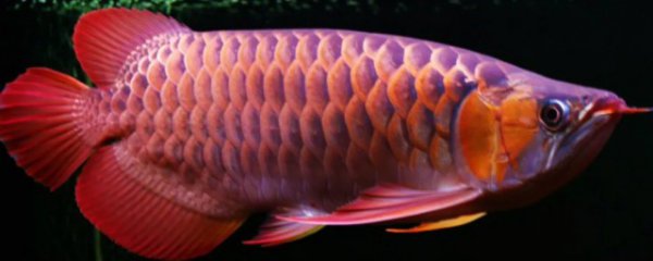 养金龙鱼用什么颜色灯