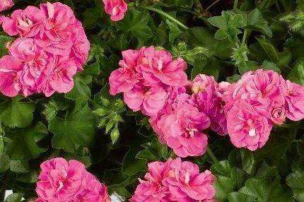 天竺葵哪个品种最勤花