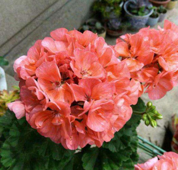 天竺葵哪个品种最勤花