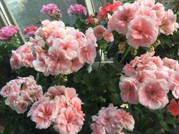 天竺葵哪个品种最勤花