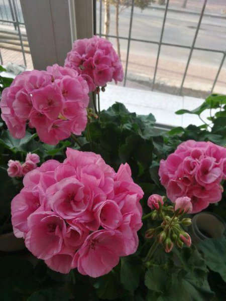 天竺葵哪个品种最勤花