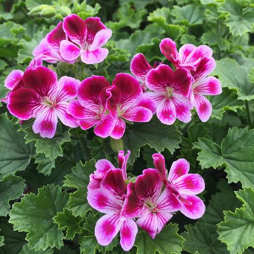 天竺葵哪个品种最勤花