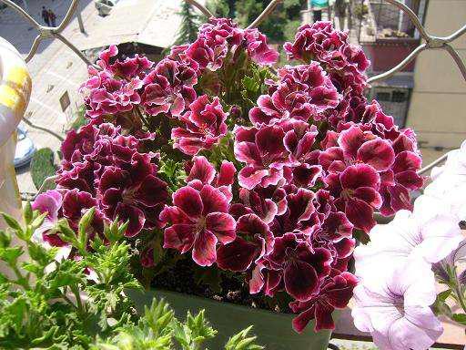 天竺葵哪个品种最勤花