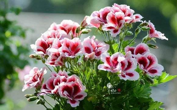 天竺葵哪个品种最勤花