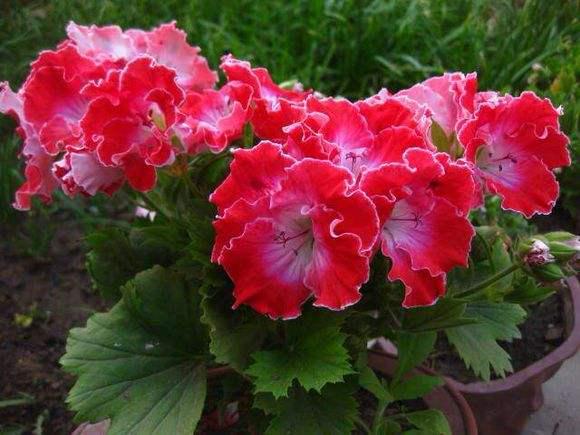 天竺葵哪个品种最勤花