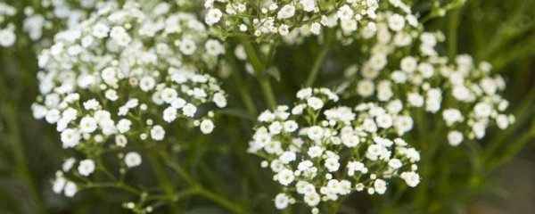 买回来的满天星花束怎么养不会枯萎