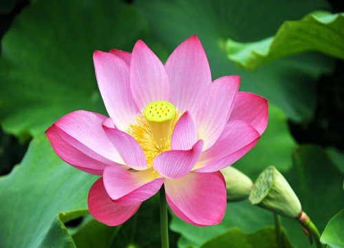 荷花只长叶子不开花怎么办