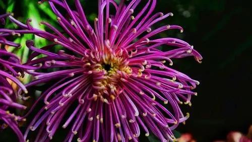 十大名贵菊花品种大全及图片