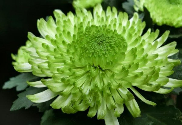 十大名贵菊花品种大全及图片