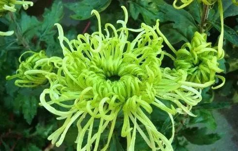 十大名贵菊花品种大全及图片