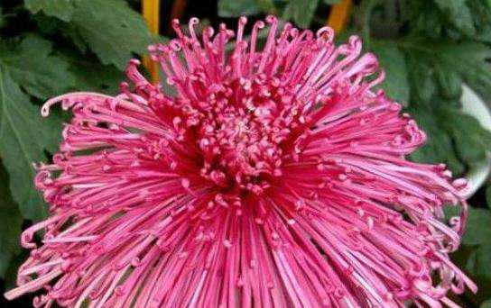 十大名贵菊花品种大全及图片