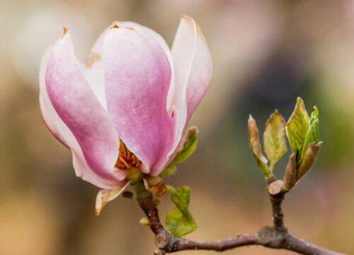 玉兰花怎么过冬天