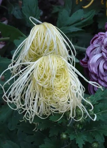 十大名贵菊花品种大全及图片