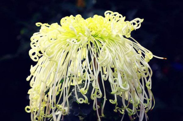 十大名贵菊花品种大全及图片