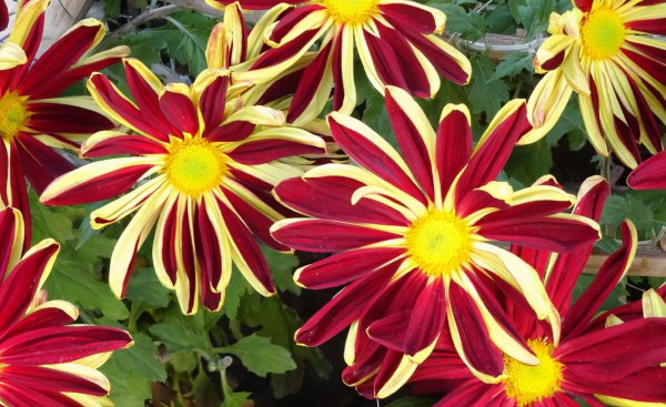 十大名贵菊花品种大全及图片