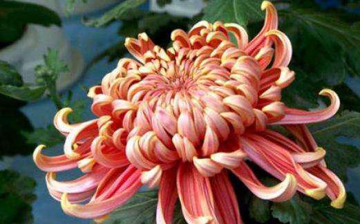 十大名贵菊花品种大全及图片