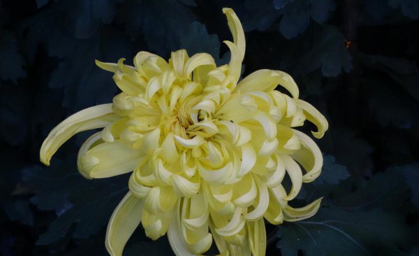 十大名贵菊花品种大全及图片