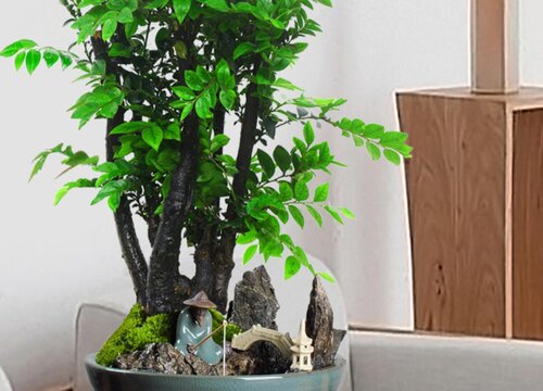 紫檀和小叶紫檀一样吗