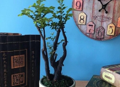 紫檀和小叶紫檀一样吗