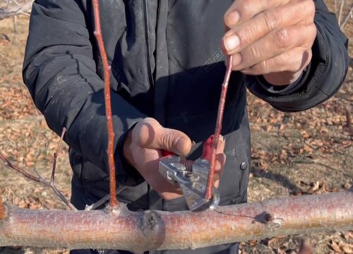 春季修剪树木最佳时间