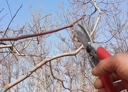 春季修剪树木最佳时间