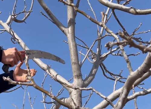 春季修剪树木最佳时间
