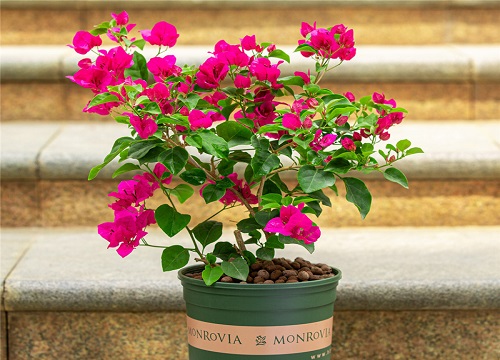 三角梅可以浇啤酒水吗